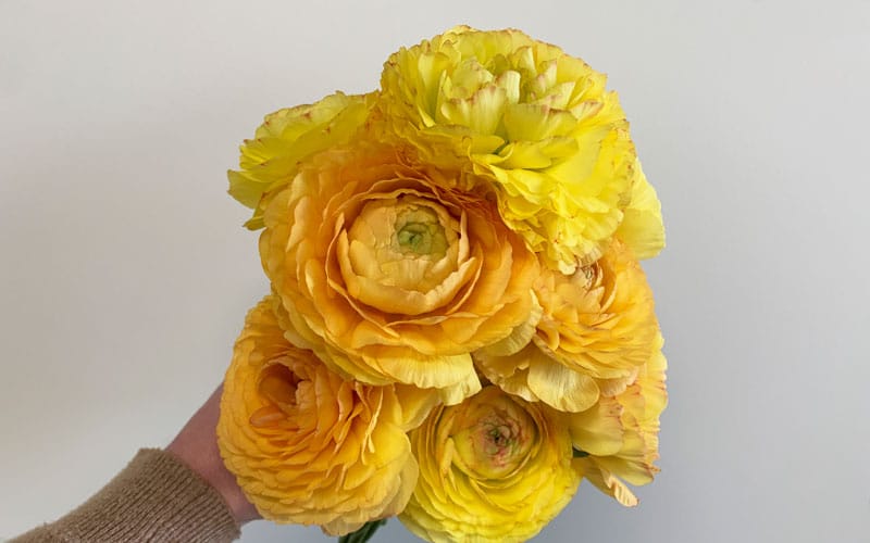 emon ranunculus corms or bulbs to plant