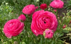 bulbes ou cormes de renoncules avec des fleurs roses foncées à violettes