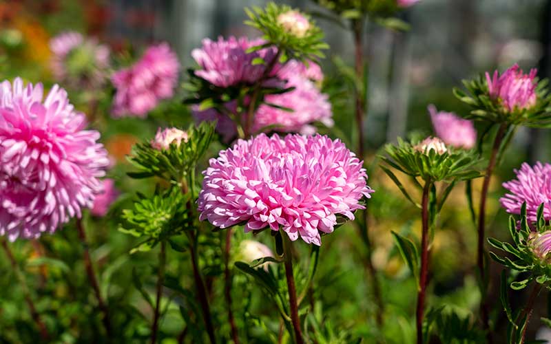 Chinese aster king size pink flowering