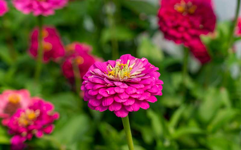zinnia art deco flowering in the polytunnel in the netherlands