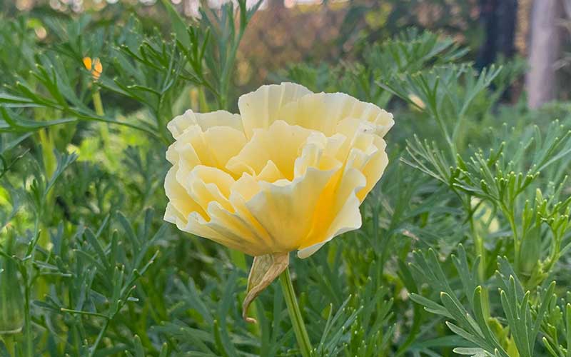 flowering california poppy cream swirl grown from seed in partial shade by the farm dream online seed shop