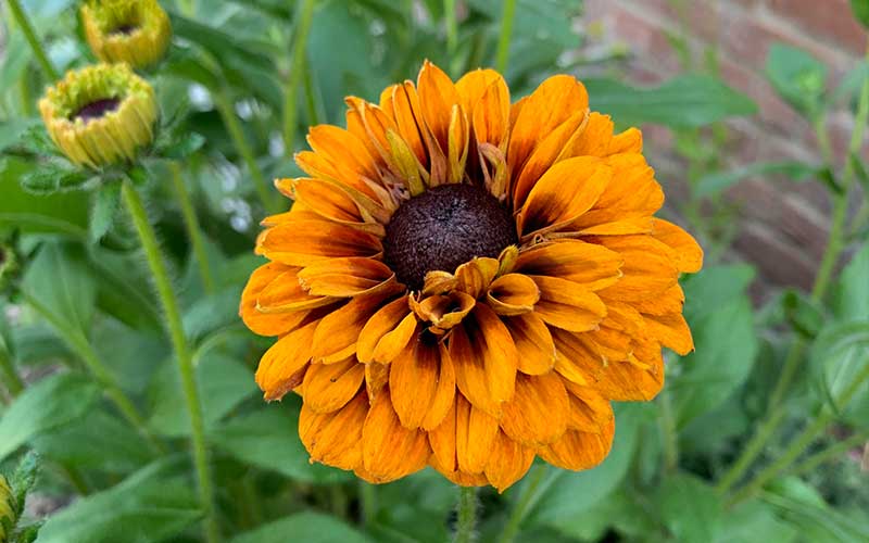 close up picture of a flowerhead of rudbeckia chereokee sunset grown from seed