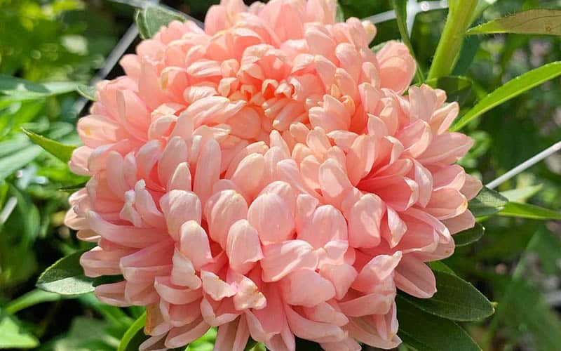 50 seeds lovely King size Apricot China Asters