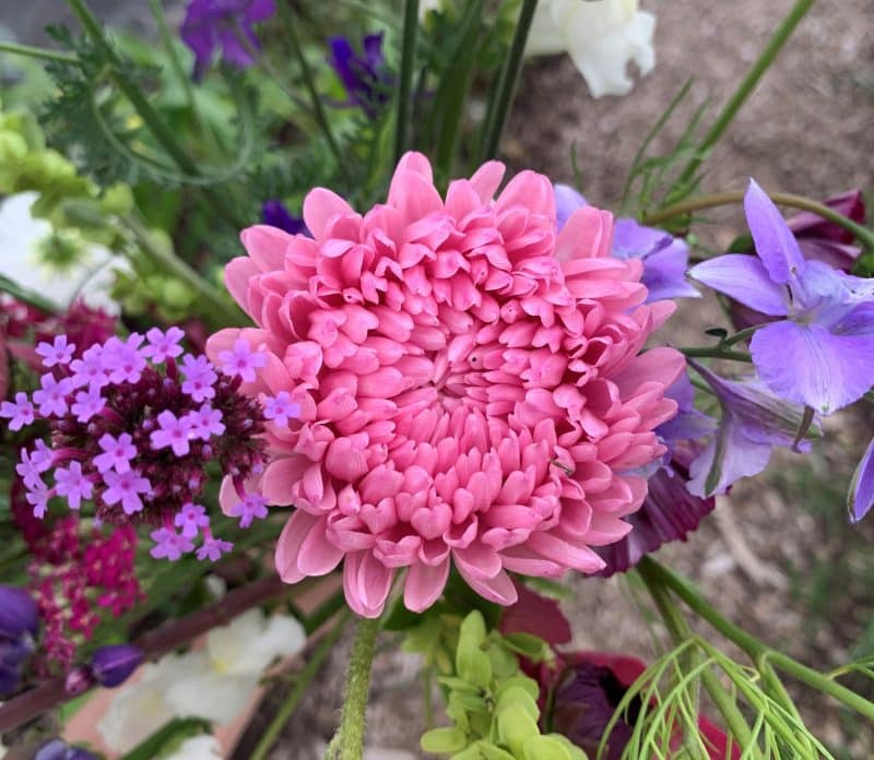 chinese aster king size pink bouquet
