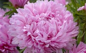 chinese aster pink
