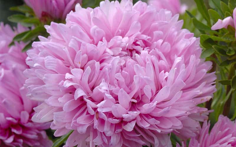 chinese aster pink