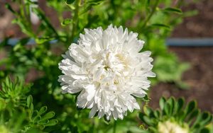 chinese aster king size wit zaden