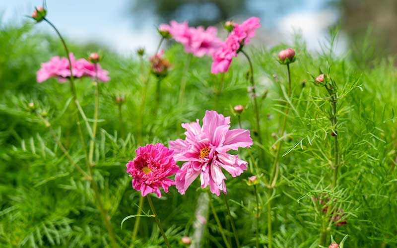 cosmos double click bicolor pink flower seeds the farm dream garden flowers