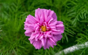 cosmos double click bicolor pink flower seeds