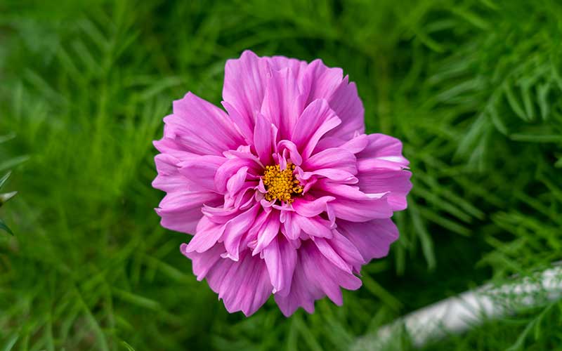cosmos double click bicolor pink flower seeds