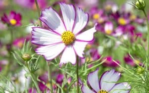 cosmos tip top picotee seeds