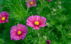 cosmos-xsenia-flowering-the-farm-dream-seeds