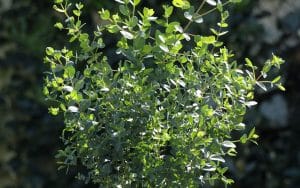Eukalyptus-Buchsbaum-Samen