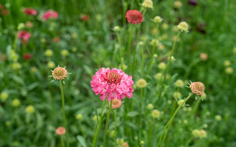 field with flowering scabiosa salmon queen grown from seeds for cut flower garden