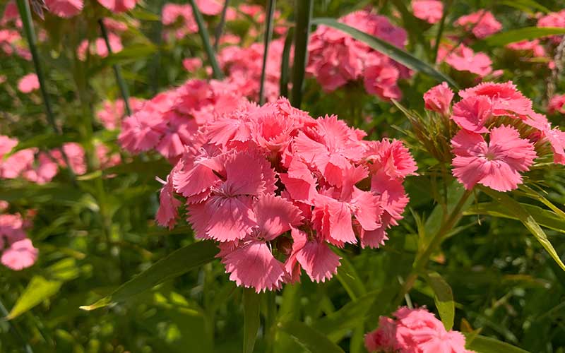 sweet william or dianthus salmon seeds