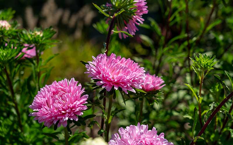 flowering chinese aster, creat cut flower to grow from seed