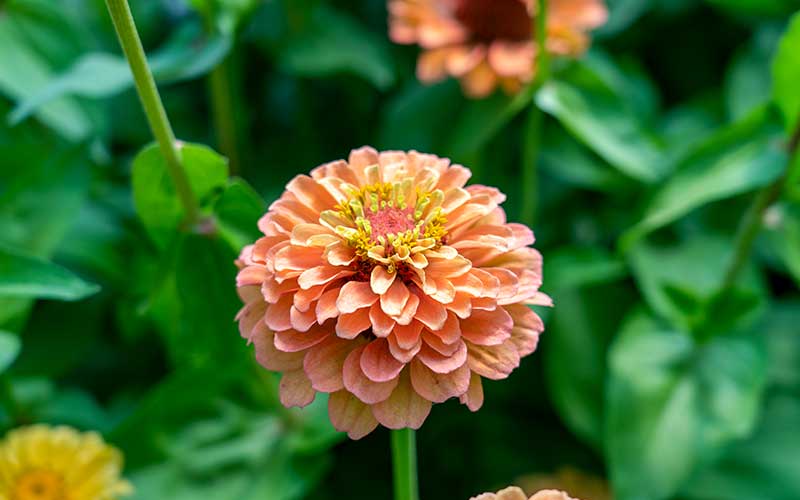 flowering zinnia queen lime orange grown from seed at the farm dream