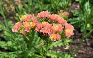 flowering limonium apricot grown from seed