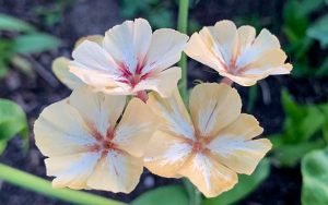 phlox drummondii creme brulee bloemzaden plant bloeiend bij the farm dream