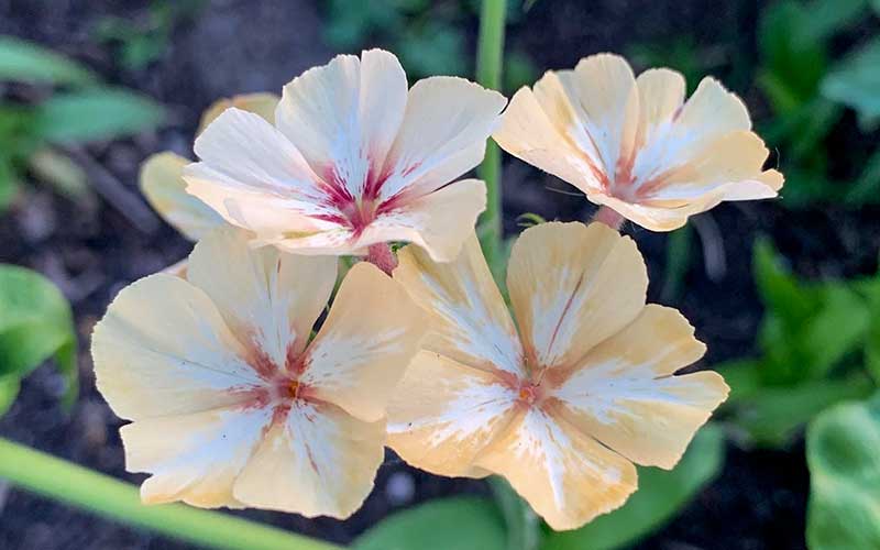 phlox drummondii creme brulee flower seeds plant flowering at the farm dream