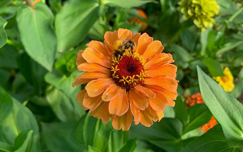 pollinator friendly zinnia queen lime orange with a bee