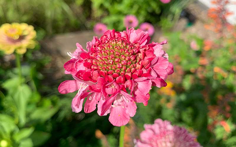 scabiosa beaujolais bonnets flowers to grow from seeds