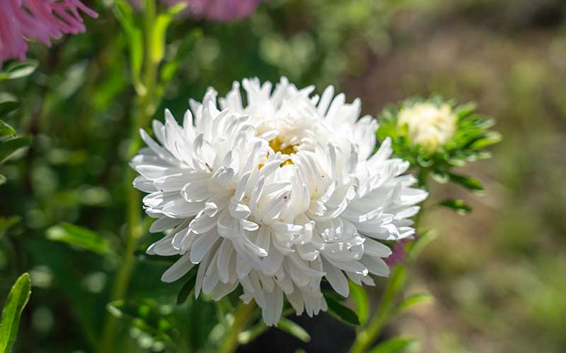 white flowering chinese aster or callistephus chinensis