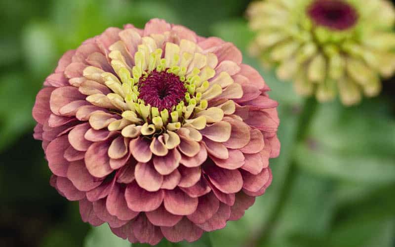 zinnia queen lime red side seeds
