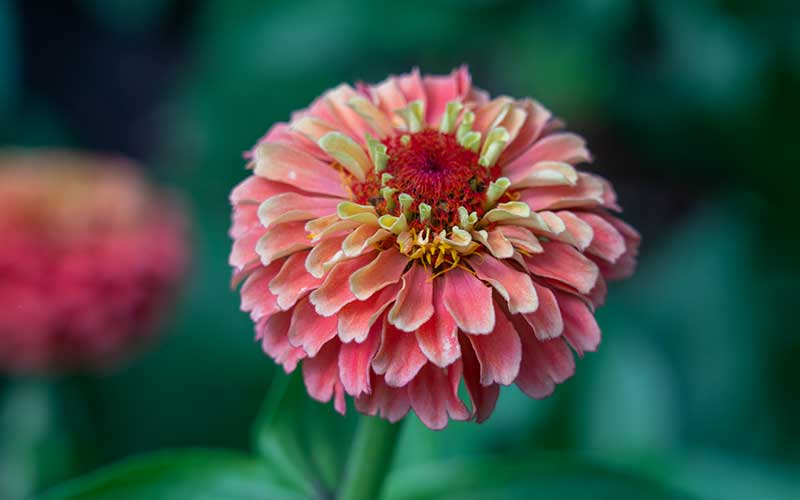 zinnia queen lime red seeds