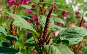 amaranthus hot biscuits wächst als Schnittblume unter the farm dream garden