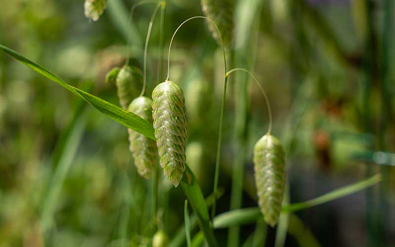 briza maxima ornamental grass