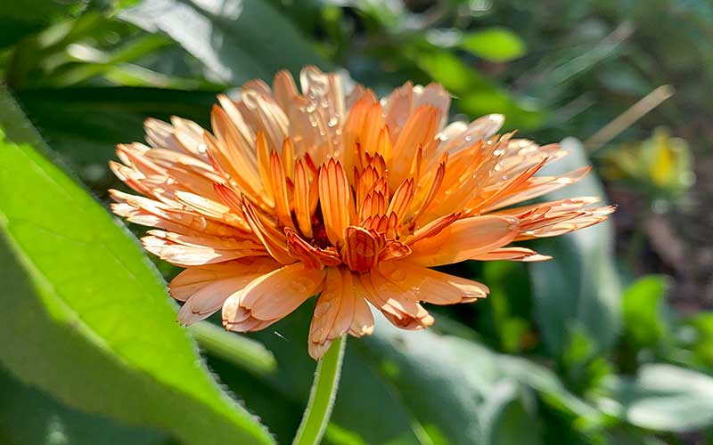close-up-bloem-snijbloem-kalendula-of-marigoud-oranje-flits-met-warme-apricot-kleuren