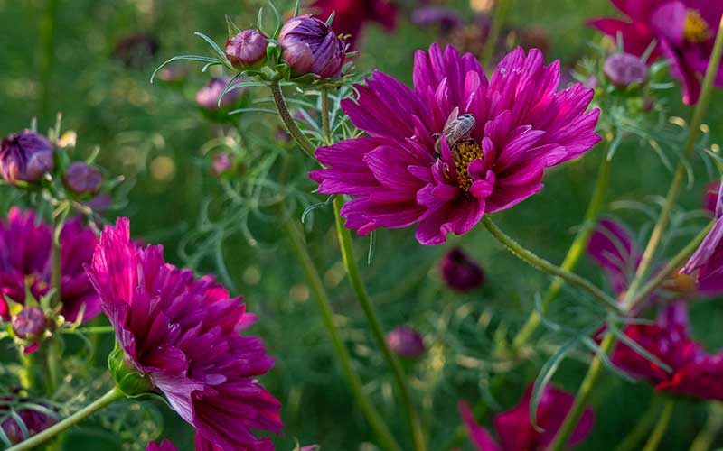 Cosmos Double clikc cranberries with bee