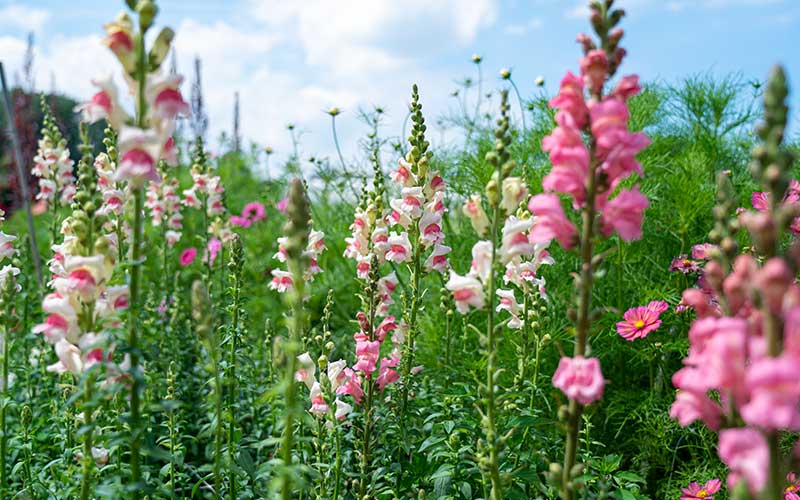 flowering garden with snapdragon appleblossom and pink