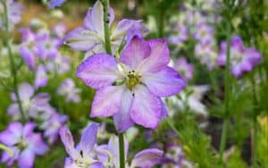 close up of larkspur purple flower