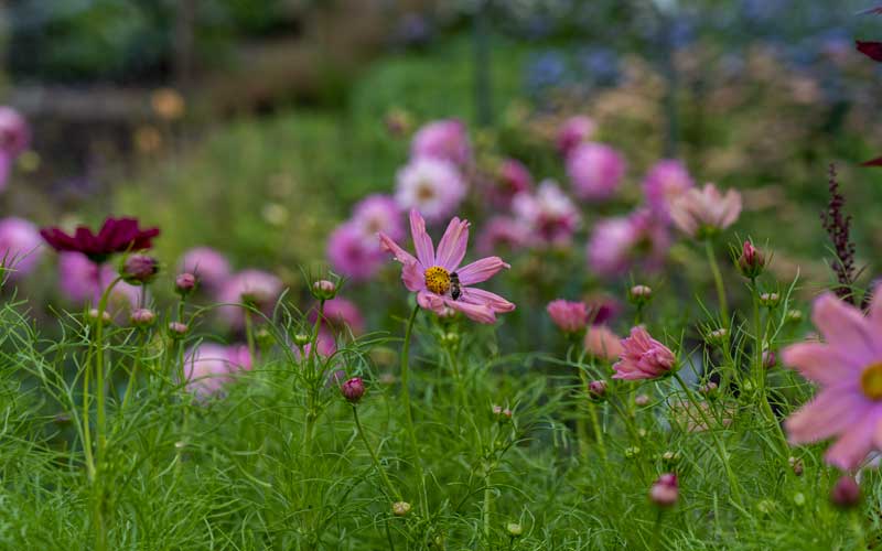 cosmos apricotta field flowers from seed