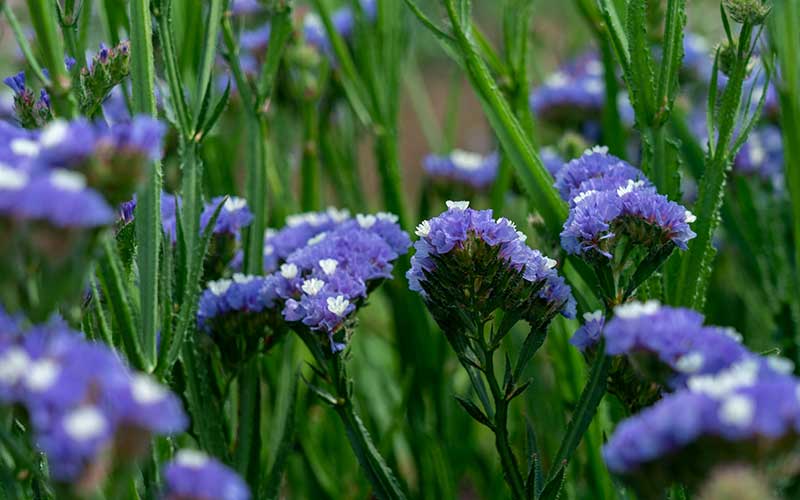 limonium zaden met blauwe bloemen