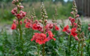 snapdragon seeds madame butterfly doubble flowers bronze