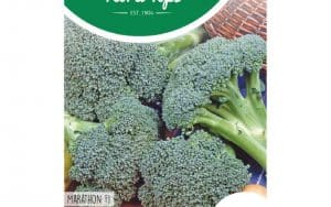 broccoli marathon zaden brassica