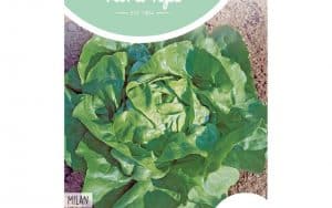 Salat Milan Samen virus- und mehltauresistenter Salat