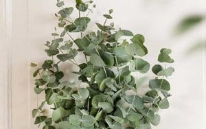 Eukalyptussamen selbst anbauen, Silberdollar, schneiden