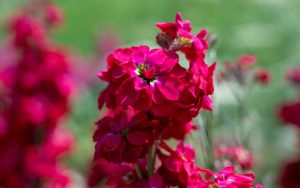 matthiola or stock in cherry red flowering