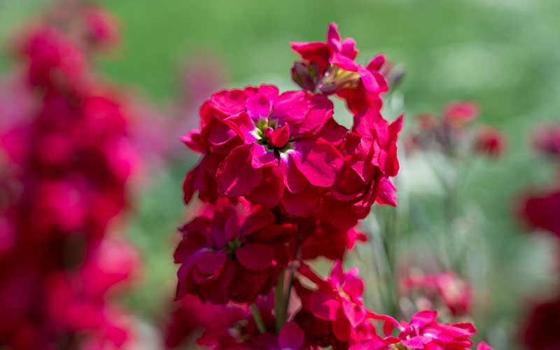 matthiola or stock in cherry red flowering