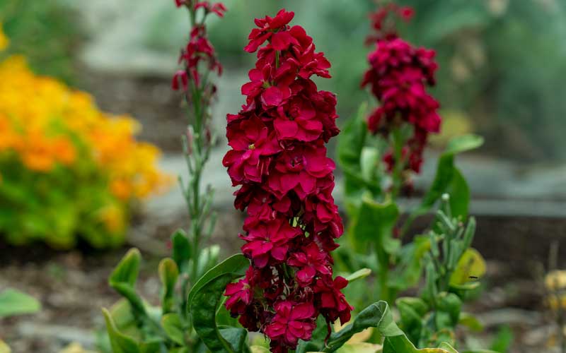 stock or matthiola in cherry red flowering in the garden at the farm dream