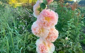 hollyhock peaches n dreams pink double flowering seeds