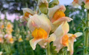 snapdragon flower variety costa apricot seeds