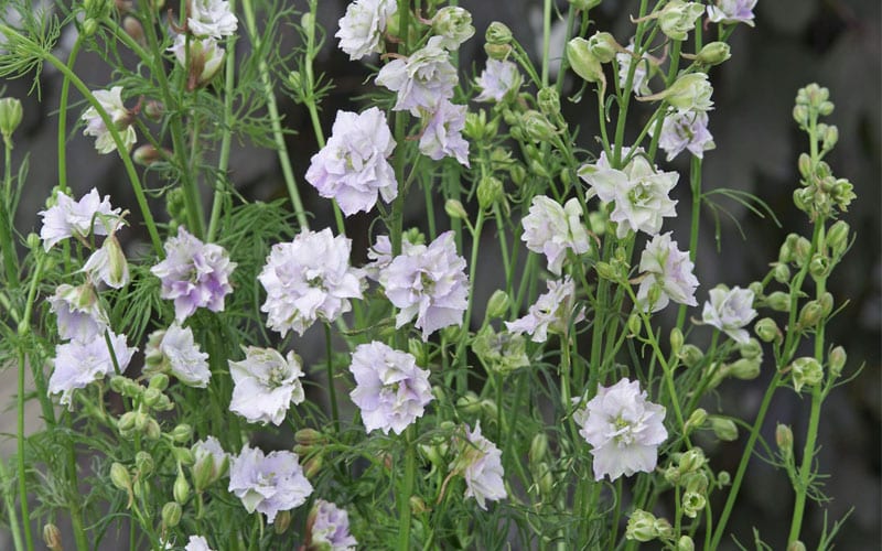Rittersporn auch bekannt als Larkspur Smokey Eyes Blumensamen für Garten oder Schnittblumen pflücken Garten