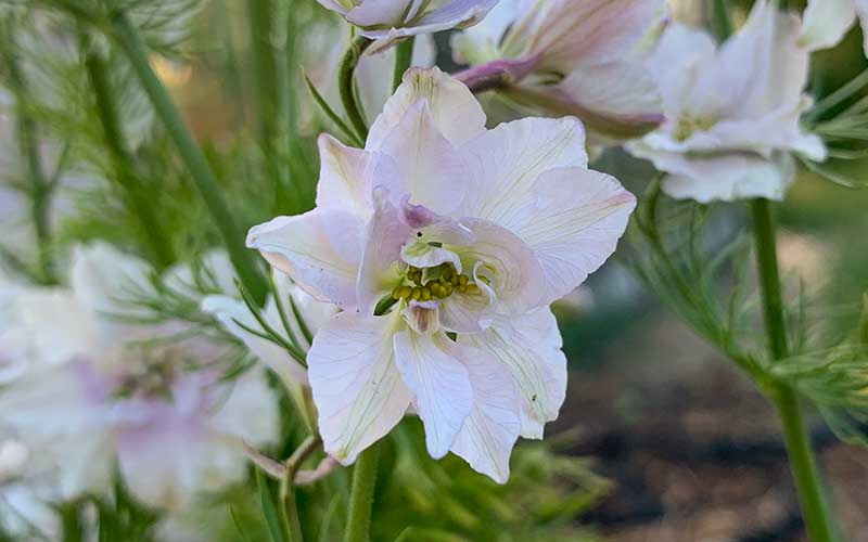 close up flower of annual delphinium or larkspur smokey eyes