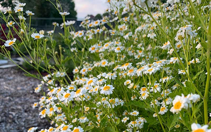 tanacetum also known as feverfew flower seeds