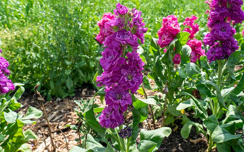 flowering matthiola incana or stock in the garden easy to grow from seed